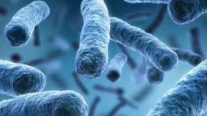 Legionella bacteria in water